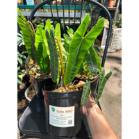 Chậu Philodendron Billiietiae (Hạc cam) - Size lớn như ảnh.