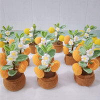 Chậu quất mini/chậu đào mini chưng tết/chậu quất bằng len/chậu đào bằng len/chậu tắc len