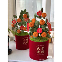 Chậu Quất Tết Len