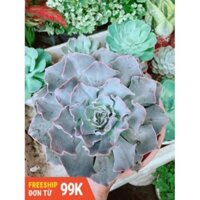 Chậu sen đá bắp cải tím size đại
