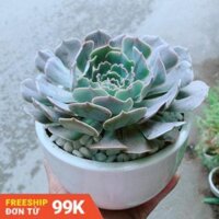 Chậu Sen Đá Bắp Cải Tím