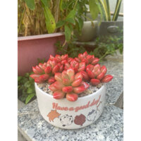 Chậu sen đá ruby đỏ làm bằng đất sét