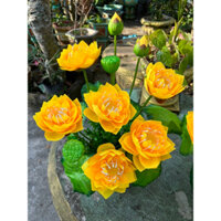 Chậu sen lụa cắm sẵn -1 chậu hoa giả