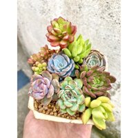 CHẬU SEN MIX LUÔN CHẬU - TRỒNG SẴN // Size chậu 10cm 🥰TẶNG 1 PHỤ KIỆN KHI MUA 2 SẢN PHẨM