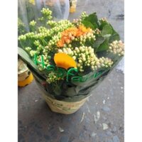 Chậu sống đời kép lớn mix 3 màu