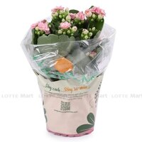 Chậu Sống Đời Mini Kép Dalat Hasfarm (Màu Vàng/Đỏ/Hồng) (ea)