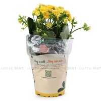 Chậu Sống Đời Trung Kép Dalat Hasfarm (Màu Vàng/Đỏ/Hồng/Cam) (ea)
