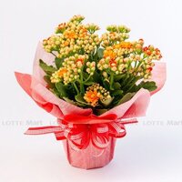 Chậu sống đời trung kép gói (giao màu ngẫu nhiên) (ea)