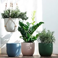 Chậu sứ men cao cấp (giá đã bao gồm cây trồng) làm quà tặng, để bàn làm việc, trang trí quầy kệ