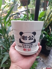 Chậu sứ tròn kèm dĩa trắng gấu panda kung fu