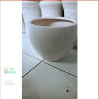 Chậu Sứ Trồng Cây Kèm Đất Trồng