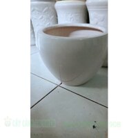 Chậu Sứ Trồng Cây Kèm Đất Trồng