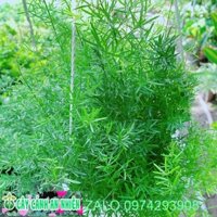 Chậu thiên môn đông