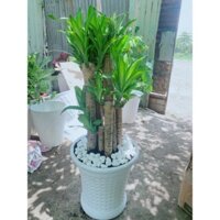 Chậu Thiết Mộc Lan 9 Thân Trên 1m(chậu nhựa)