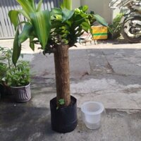 Chậu Thiết Mộc Lan Thủy Sinh ( kèm lọc )