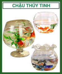 Chậu thủy tinh – chậu trồng cây thủy sinh