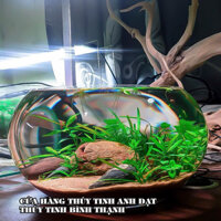 Chậu thủy tinh trang trí [M22cm x D30cm x H18cm], chậu thủy tinh trồng cây thủy sinh, bể cá mini để bàn