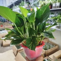 Chậu Trầu Bà Thủy Sinh ( Cây Trầu Bà Thủy Sinh)