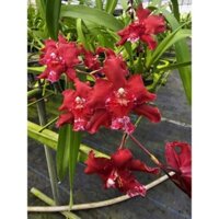 chậu trồng cây lan vũ nữ lụa đỏ bông to đỏ rực hàng trưởng thành nụ hoặc sắp nụ tùy thời điểm