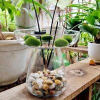 Chậu trồng cây thủy tinh, chậu thủy sinh xanh mát decor nhà, góc làm việc xinh xắn