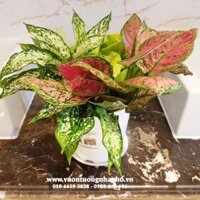 Chậu trồng cây tự dưỡng nhập khẩu Minigarden Pot S (Combo 10 cái) nhập khẩu Châu Âu, tự hút nước và thoát nước