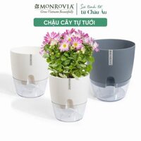 Chậu trồng cây tự tưới thông minh MONROVIA, cho hoa, cây cảnh, bonsai, để bàn, ban công Tiêu Chuẩn Châu Âu - Size M - Xám - Grey