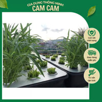 Chậu Trồng Rau Thủy Canh Tĩnh Bao Gồm Chậu, Nắp Và Rọ Trắng (65×42×16)