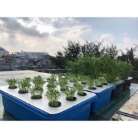 Chậu trồng rau thủy canh tĩnh bao gồm chậu, nắp và rọ trắng