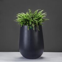Chậu Tự Dưỡng Minh Quang Queenpot - Chậu Composite đúc nguyên khối