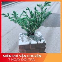 Chậu Tùng Tuyết