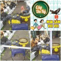 Chậu tượng trâu kéo hũ vàng tài lộc gốm sứ Bát Tràng-25x10x10 cm làm chậu trồng cây cảnh mini, trang trí tết