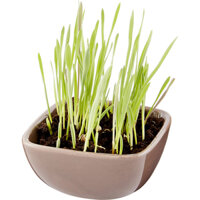 Chậu và hạt giống cỏ mèo Pioneer Pet Ceramic