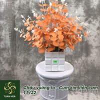 Chậu vuông to - Cụm cây kim tiền cam (lẵng)