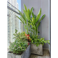 Chậu xi măng đá mài chữ nhật 60x30x30cm , chậu xi măng đá mài trồng cây