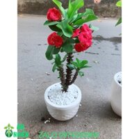 Chậu Xương Rồng Bát Tiên