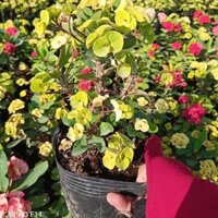 chậu xương rồng bát tiên.