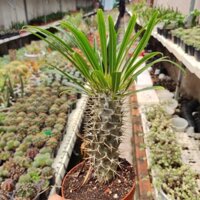 chậu xương rồng cọ, cây siêu mau lớn