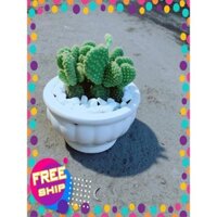 Chậu Xương Rồng Tai Thỏ