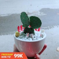 Chậu Xương Rồng Tai Thỏ