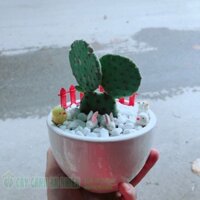 Chậu Xương Rồng Tai Thỏ
