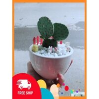 Chậu Xương Rồng Tai Thỏ
