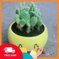 Chậu Xương Rồng Tai Thỏ