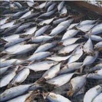 Chế biến cá bạc má Cá bạc má là cá gì Cá Bạc Má Khô Thịt Dày Thơm Ngon Đặc Sản Cà Mau 200g