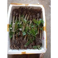 Chè Khổng Lồ Chăn Nuôi (15 Cây )