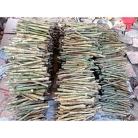 Chè Khổng Lồ chăn nuôi (20 Hom Giống)