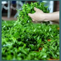 Chè kim tuyên Lai Châu