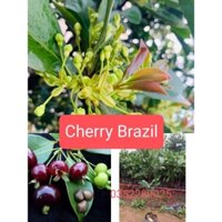 Cherry barazil cây choay cao 1 ảnh thật ảnh thứ 2. cây cho quả to