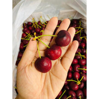 CHERRY CHILE SIZE 3j TO NHẤT HÀNG TƯƠI MỚI CUỐNG XANH CỨNG QUẢ NGỌT ĐẬM SHIP HOẢ TỐC