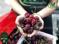 Cherry Đỏ Tasmania Úc Size 28-30 Reid Fruits