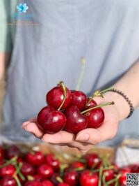 Cherry Đỏ Úc – Kg